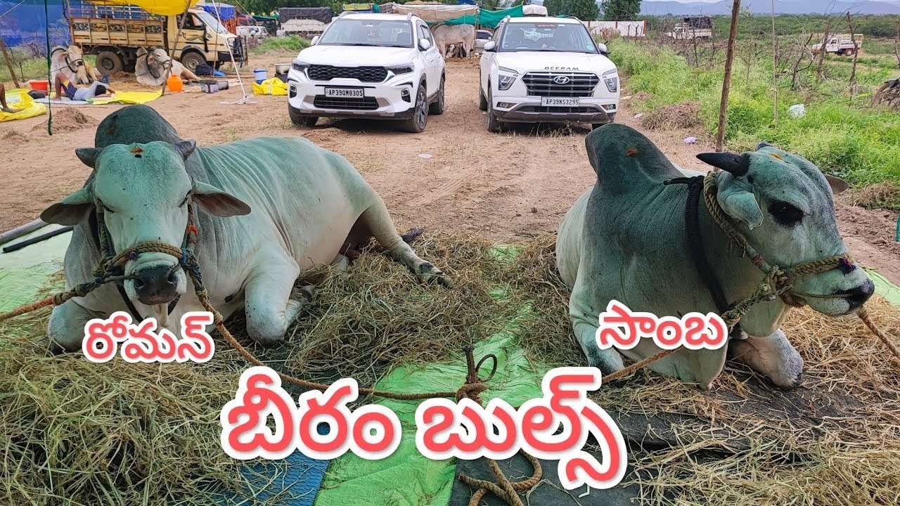 కొత్తపల్లి సీనియర్స్ విభాగంలో 4వ జత bheeram బుల్స్ 