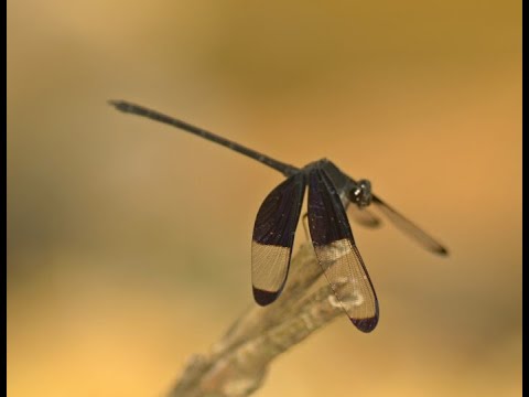 Dragonfly vs Damselfly
