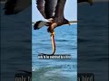 Life cycle#music#ytshorts