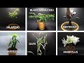 1000 Days in 8 minutes - Growing Plants Time Lapse COMPILATION