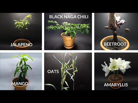 1000 Days in 8 minutes - Growing Plants Time Lapse COMPILATION