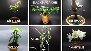 1000 Days in 8 minutes - Growing Plants Time Lapse COMPILATION