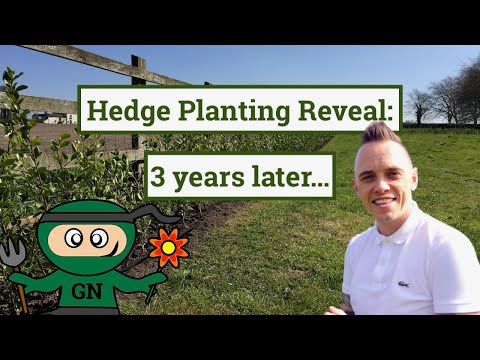 Hedge planting guide update: revealed 3 years on