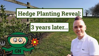 Hedge planting guide update: revealed 3 years on