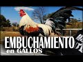 Como descongestionar a tu pollo