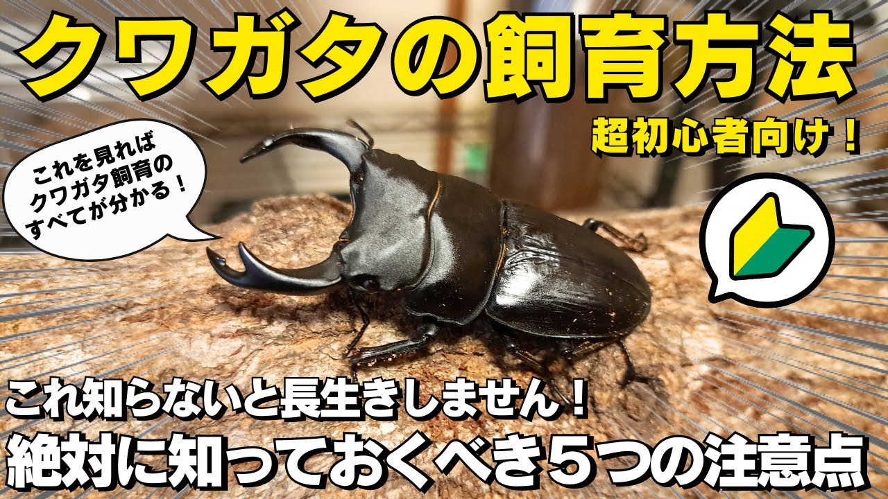 【超初心者向け】クワガタの飼育方法 長生きさせるために知っておきたい５つの注意点と必要なモノを徹底解説！