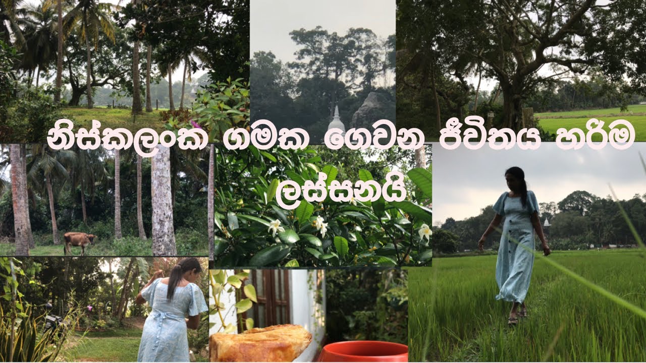 නිස්කලංක ගමක ගෙවන ජීවිතයේ තවත් ලස්සන දවසක්🌳🏡එන්න කුඹුරුයාය පැත්තේ ටිකක් ඇවිදින්න යන්න🌾🌿