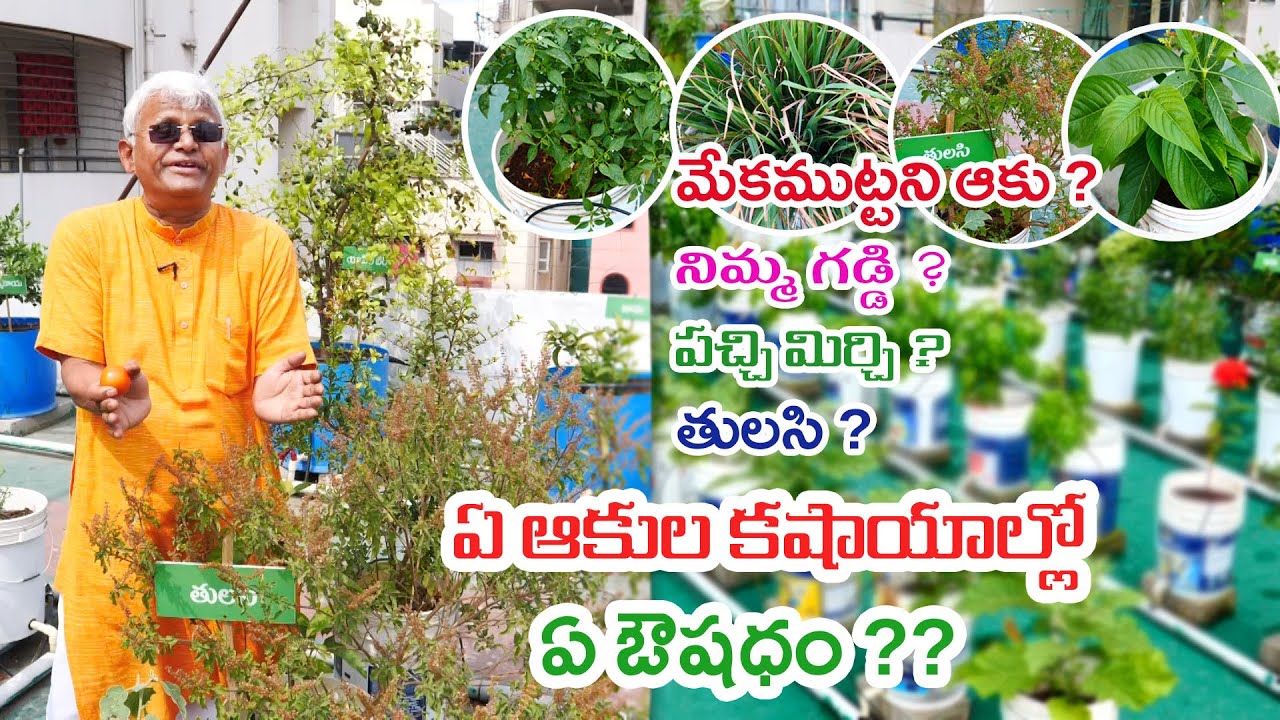 Health benefits of rare medicinal plants || grow on terrace garden ...