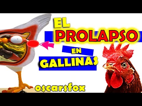 Video: Prolapso De Ventilación En Aves