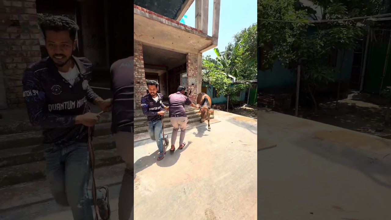 বাড়িতে কোরবানির গরু চলে এসেছে #youtubeshort