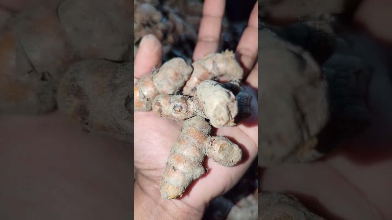 Bahawalpur mandi rates update Subah savere ke Tamam sabjiyon ke rates 