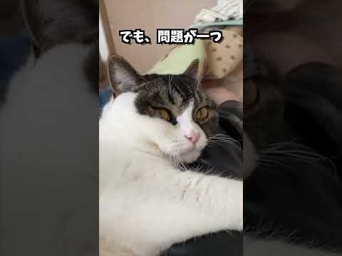 猫の浮気現場を激写！！ #shorts