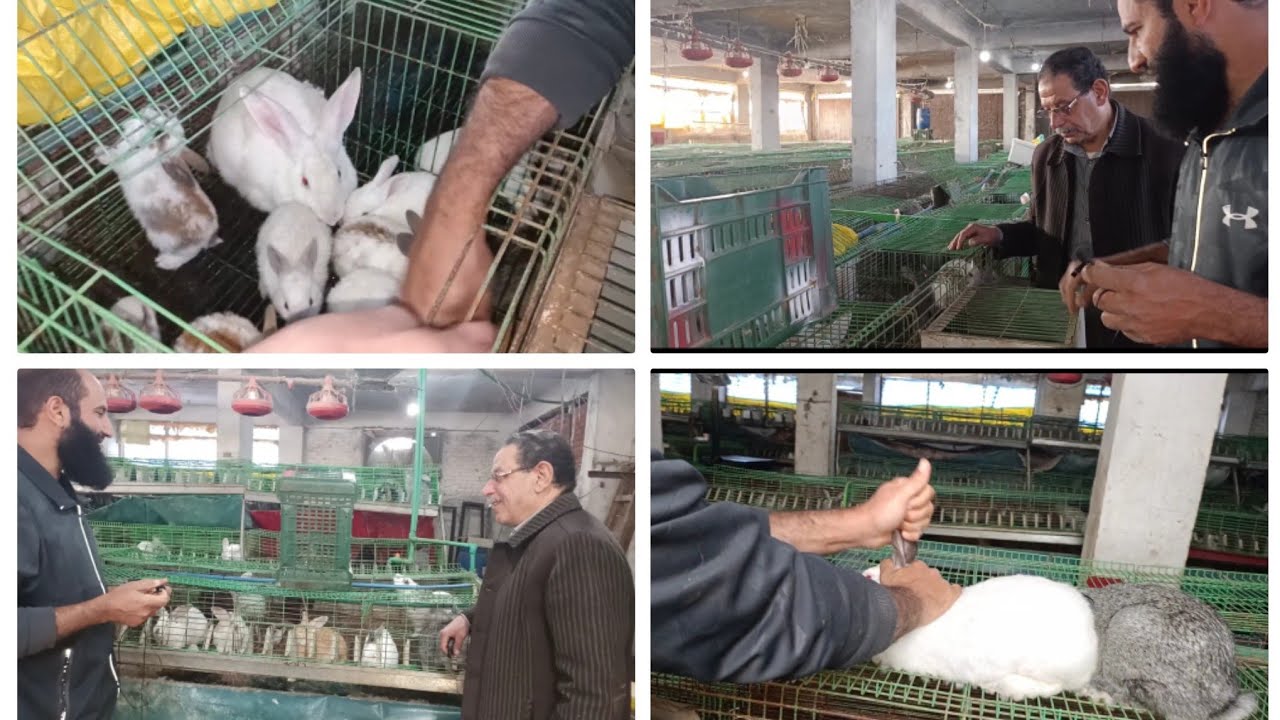 اتفرجو على شباب الستين سنه وهو يبدأ مشروع الأرانب ابونا بينقي سلالاته البركه كلها عندنا(142)