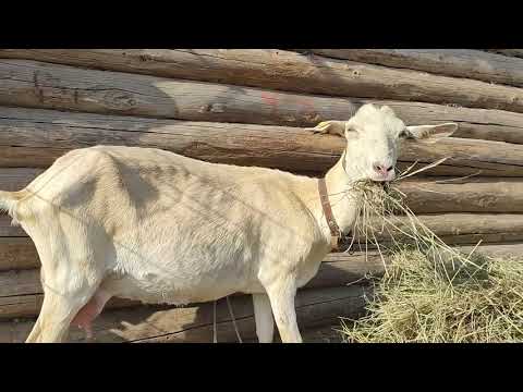 Video: Кефир козу карыны жана анын керемет касиеттери
