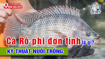 Cá Rô phi đơn tính là gì | Kỹ thuật nuôi trồng cá rô phi đơn tính đạt hiệu quả cao | Dr.Vet
