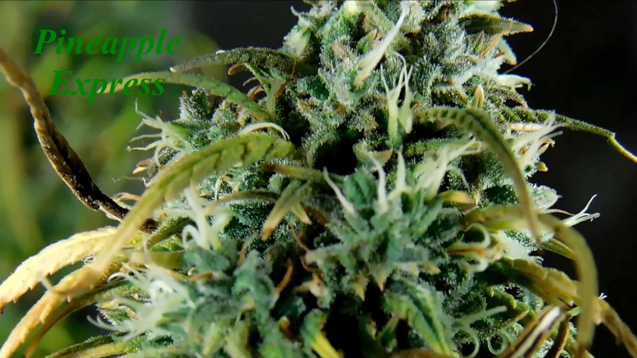 Pineapple Express Ripe Sticky Stinky Super Dense Potent Buds with Music & Glamour December 2018