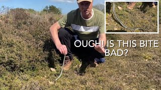 ADDERS; facts and thoughts!