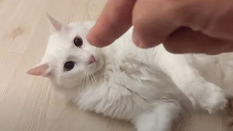 Watch the video about Do not point fingers to an angry Turkish van cat