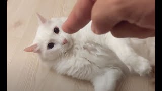 Do not point fingers to an angry Turkish van cat by Vancat Umut 1,872 views 8 months ago 4 minutes, 39 seconds