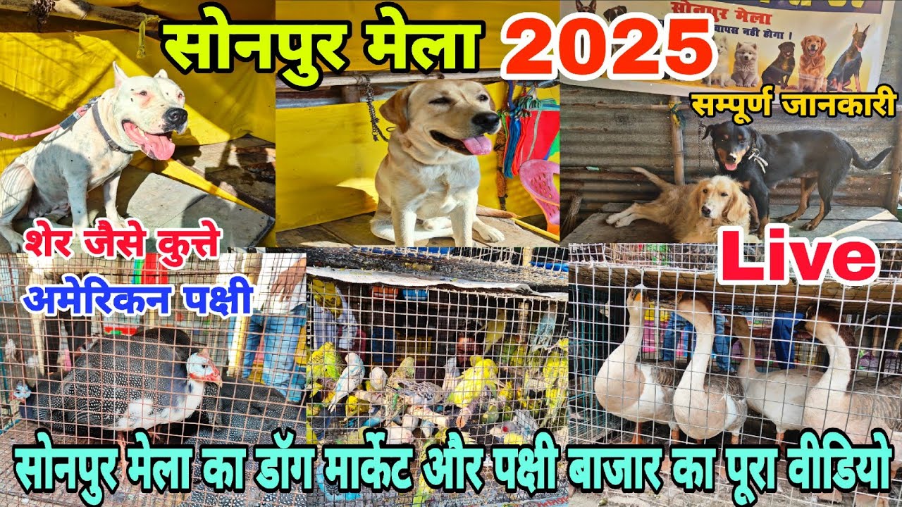 Sonpur Mela 2025 Dog & Bird Market Full Video | Sonpur Mela 2025 | Sonpur Mela 2025 live
