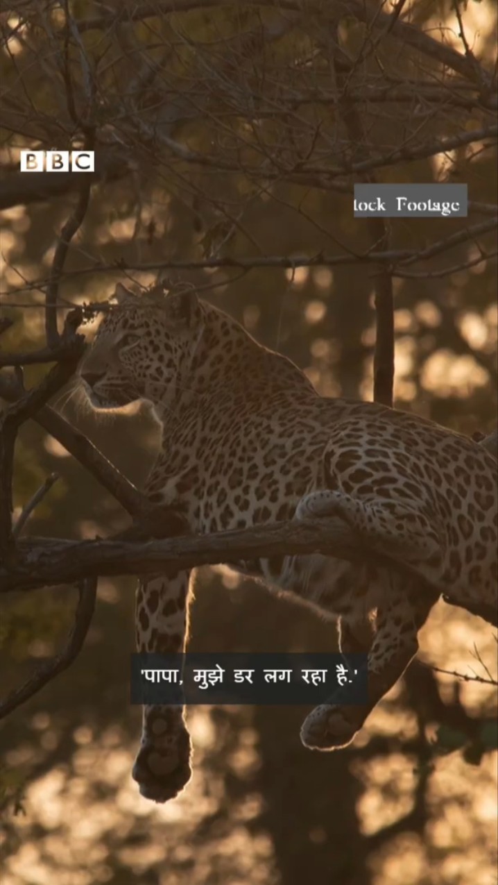 क्यों ये Indian Farmer अपने बच्चों को पिंजड़े में कैद रखता है? #leopard  #leopardattacks (BBC Hindi)