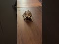 亀の玉ちゃん　早すぎて笑っちゃう^_^ 四駆のホイルスピンがたまらん