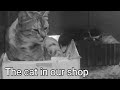 THE CAT IN OUR SHOP