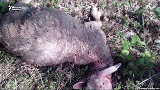 Хоразмда номаълум йиртқич бир ҳафтада 20та қўйни бўғизлади