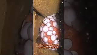 Octo Thursday! This GPO was beautiful! #scubadiving #pnw #giantpacificoctopus #orcatorch #scubapro