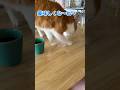 猫のおまじない🪄