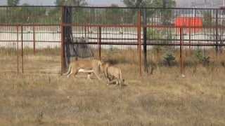 Казимир и Цезарь