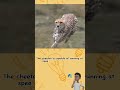 What is the fastest land animal? #cheetah #animals #fastest #animal #animalkingdom