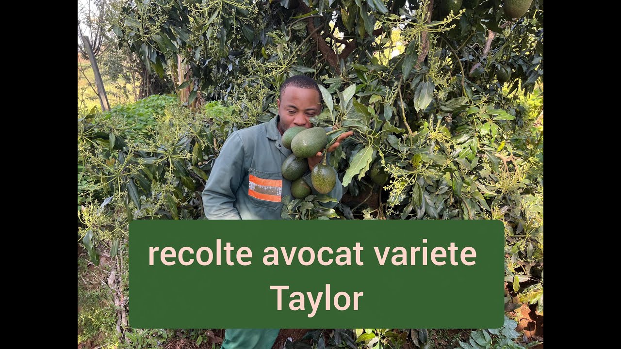 Récolte des avocats de Variétés Taylor