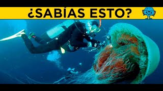 10 cosas que no sabías de las medusas