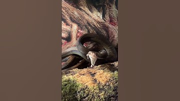 #сетчатыйпитон #питон #змея #reticulatedpython