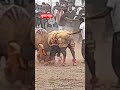 Burhanpur: शाहपुर में वार्षिक मेले में किया गया प्रतिबंधित पाडा लडाई का आयोजन, समिति पर एफआईआर दर्ज