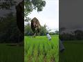 godzilla attack #godzilla #viral #viralvideo #shortvideo #shorts #vfx #foryou