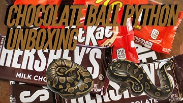 Chocolate Ball Python Unboxing