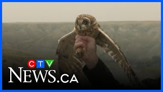 Birds of prey return to wild after rehab screenshot 5