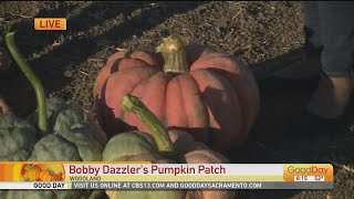 Bobby Dazzler's Pumpkin Patch, 8am