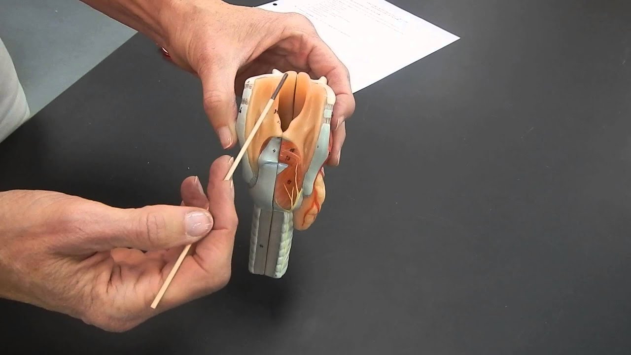 Basic respiratory anatomy of the larynx - YouTube