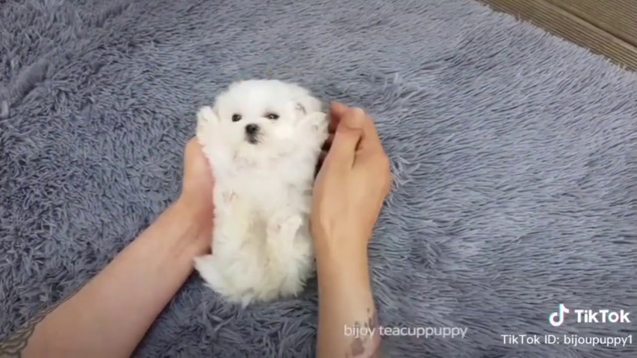 super mini maltese