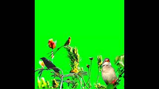 burung berkicau di alam liar green screen