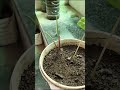 caladium journey 🌿✨#greenfriends #greenlove #garden