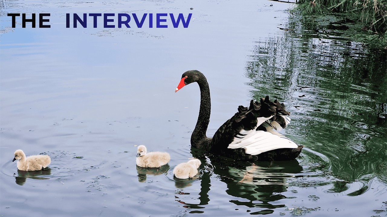 He Has a Leadership Interview Today | Black Swan Cinematic Nature Film
