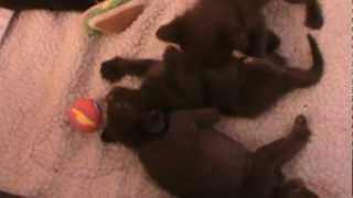 Havana Brown kittens May 15, 2012   20120515124521.mpg by XocolCat 288 views 11 years ago 2 minutes, 27 seconds