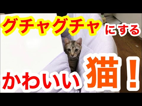 【邪魔をする猫】何でもグチャグチャにするベンガル猫-令和のれい君　a cat that interferes with