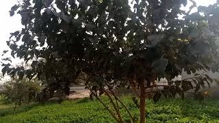 Shahtoot Ka Pouda