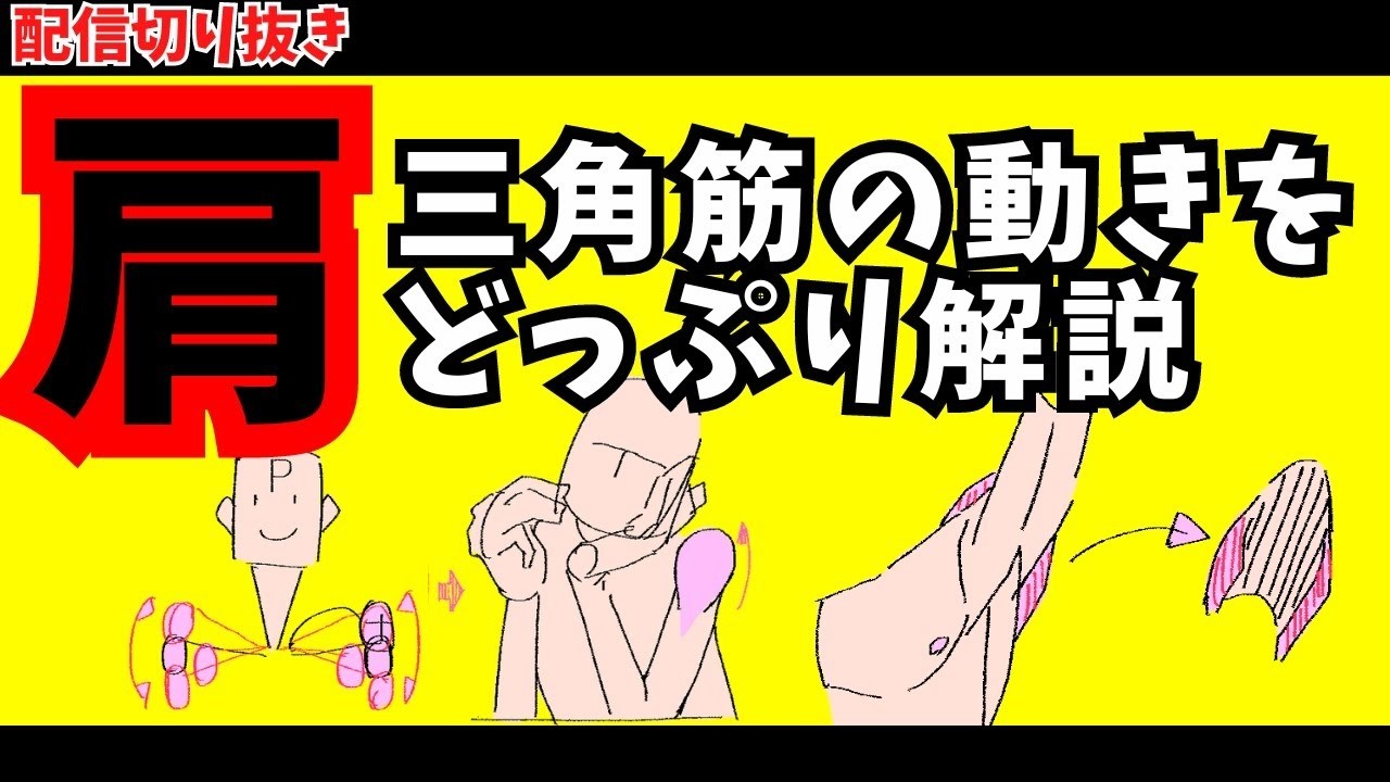 【肩！】「三角筋」の形と動きを知りゃまず大丈夫！（再）