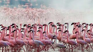 طائر الفلامينغو الوردي|رقصة الفلامينغو الخاصة Flamingos|the sweet dance of Flamingos